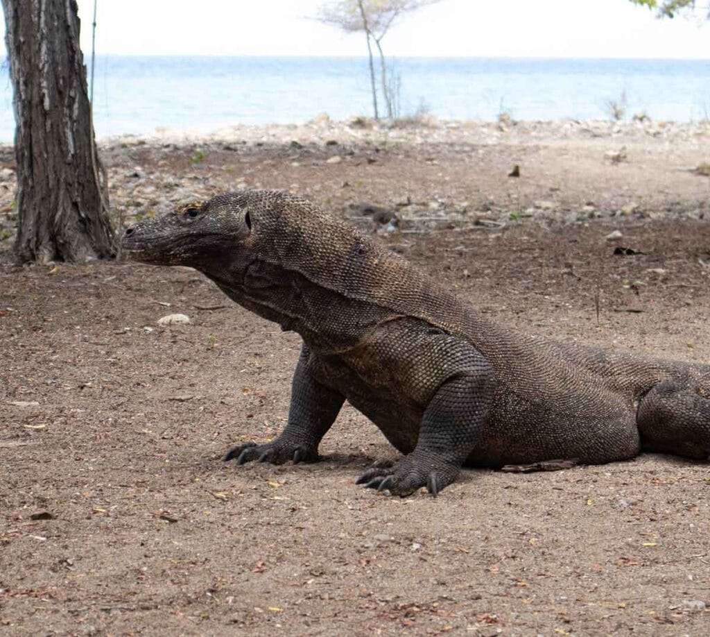 komodo dragon at komodo national park