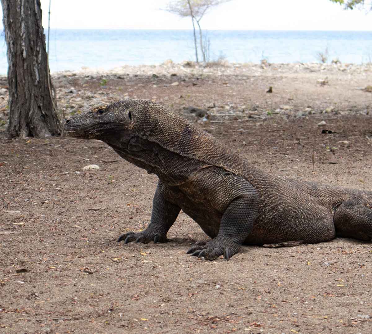 Komodo National Park