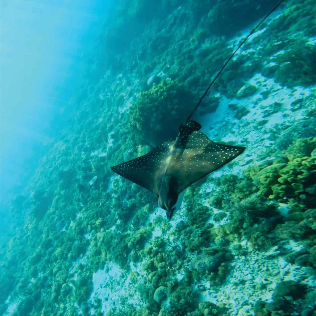 snorkeling with manta at komodo national park from labuan bajo flores