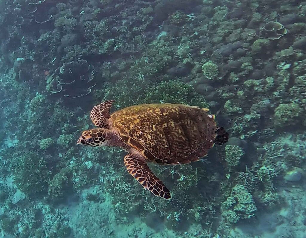 snorkeling with turtles at siaba island, komodo national park